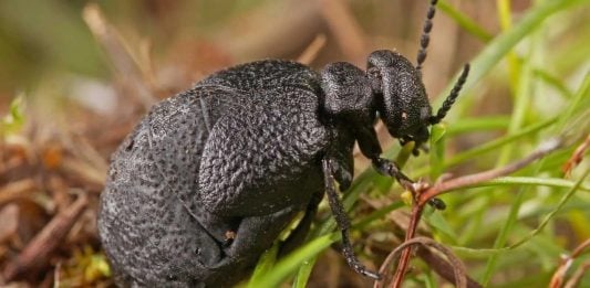 Este es el desconocido escarabajo localizado en la provincia de Guadalajara.