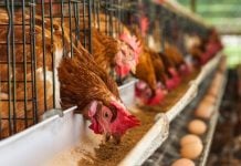 ¿Cómo van a vivir juntas un millón de gallinas en un pueblo de Cuenca? Gallinas ponedoras en una granja avícola.
