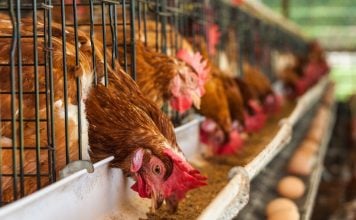 ¿Cómo van a vivir juntas un millón de gallinas en un pueblo de Cuenca? Gallinas ponedoras en una granja avícola.