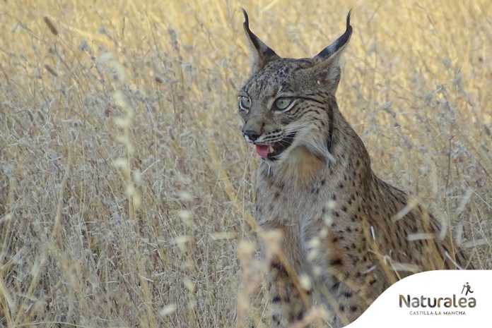 Ejemplar de lince ibérico en una fotografía facilitada por la Junta de Comunidades. © Agentes Medioambientales de Castilla-La Mancha.