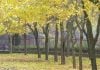 Ahora que el otoño ha llegado, andar por Guadalajara es aún más cómodo y saludable, como por este parque de la ciudad. (Foto: La Crónic@)