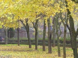 Ahora que el otoño ha llegado, andar por Guadalajara es aún más cómodo y saludable, como por este parque de la ciudad. (Foto: La Crónic@)