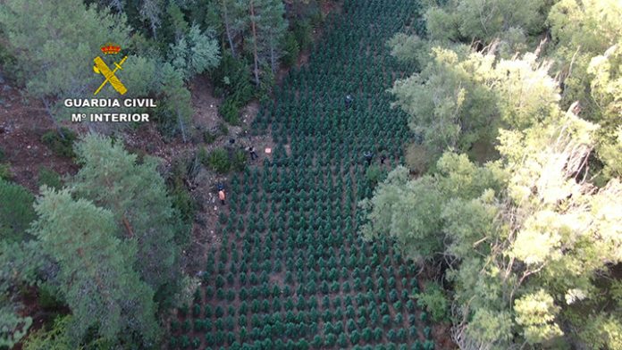Vista aérea de la plantación, localizado en un lugar de muy difícil acceso en el norte de Guadalajara y atendida por dos albaneses. (Foto: Guardia Civil)