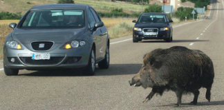 Los jabalíes son unos inesperados, y potencialmente peligrosos, compañeros de viaje si los encontramos en la carretera. Suman el mayor número de accidentes de tráfico por animales en España.