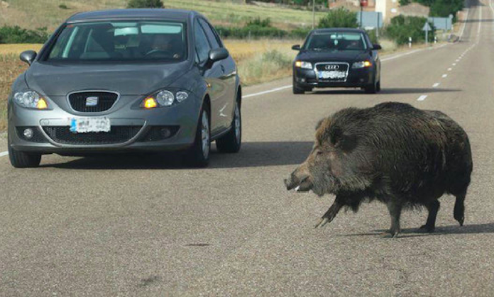 Los jabalíes son unos inesperados, y potencialmente peligrosos, compañeros de viaje si los encontramos en la carretera. Suman el mayor número de accidentes de tráfico por animales en España.