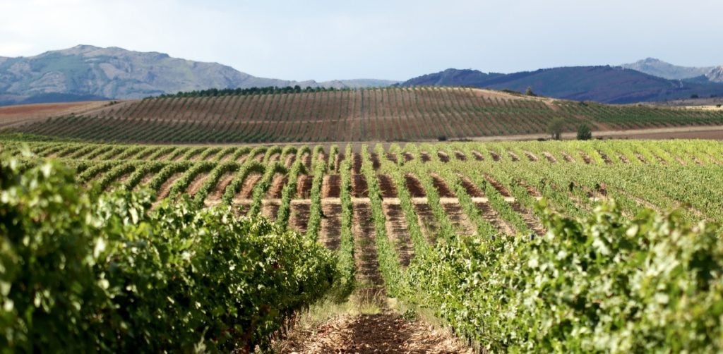 Viñedos de la Finca Río Negro, en Cogolludo.