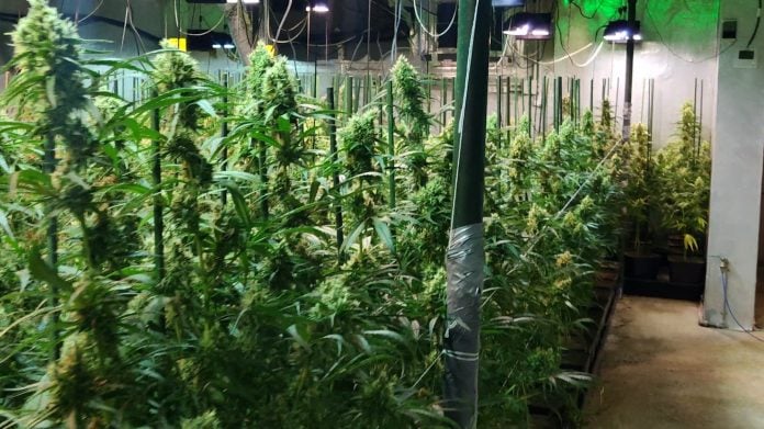 Vista parcial de la plantación de marihuana descubierta en el interior de un chalet de El Casar. (Foto: Guardia Civil)