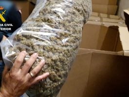 Cogollos de marihuana envasados al vacío.