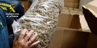 Cogollos de marihuana envasados al vacío.