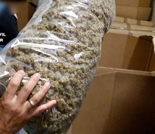 Cogollos de marihuana envasados al vacío.