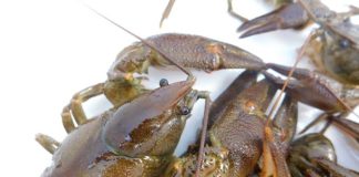 De mantiene la prohibición de la pesca del cangrejo de río en Castilla-La Mancha.