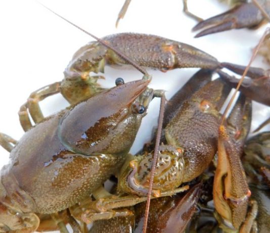 De mantiene la prohibición de la pesca del cangrejo de río en Castilla-La Mancha.