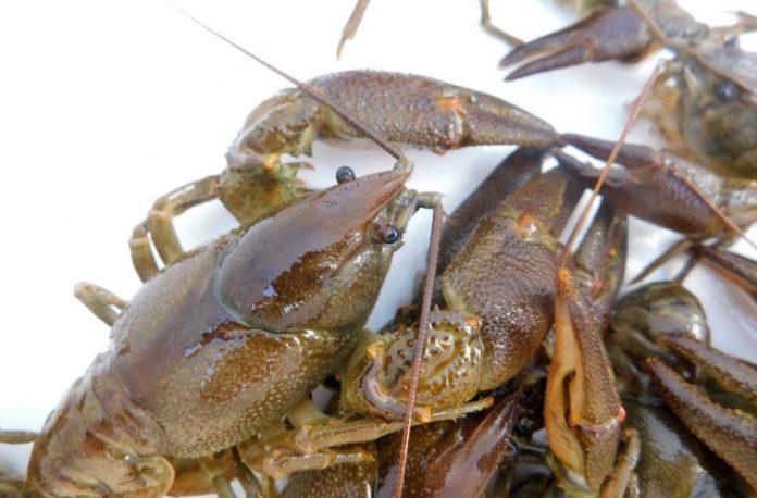 De mantiene la prohibición de la pesca del cangrejo de río en Castilla-La Mancha.