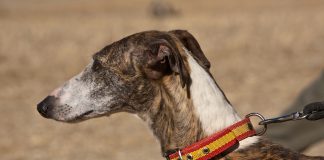 Galgo