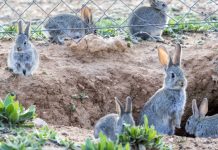 Los conejos son, literalmente, una plaga en muchas comarcas de Castilla-La Mancha.
