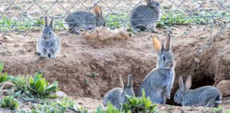 Los conejos son, literalmente, una plaga en muchas comarcas de Castilla-La Mancha.