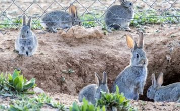 Conejos, jabalíes, ciervos y corzos ponen a los agricultores de Guadalajara al borde de la extinción Los conejos son, literalmente, una plaga en muchas comarcas de Castilla-La Mancha.