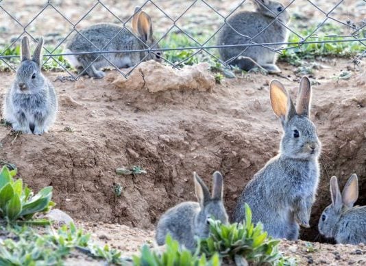 Los conejos son, literalmente, una plaga en muchas comarcas de Castilla-La Mancha.