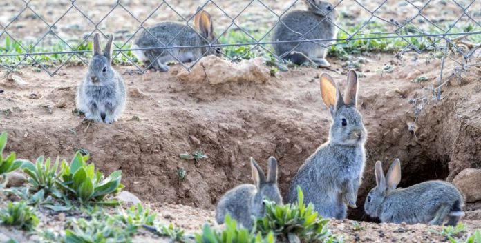 Los conejos son, literalmente, una plaga en muchas comarcas de Castilla-La Mancha.
