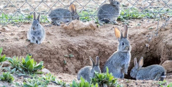 Los conejos son, literalmente, una plaga en muchas comarcas de Castilla-La Mancha.