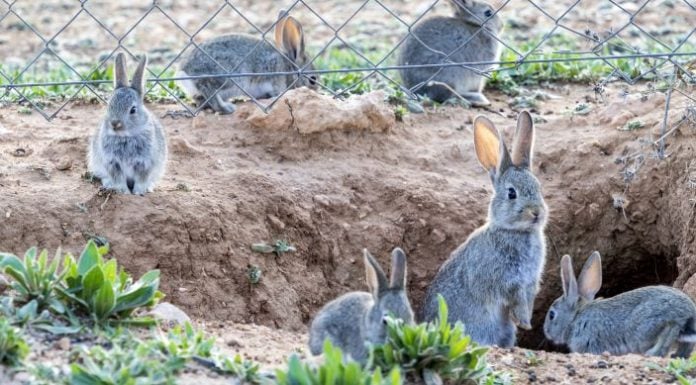 Los conejos son, literalmente, una plaga en muchas comarcas de Castilla-La Mancha.