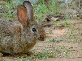 Ejemplar de conejo de monte.