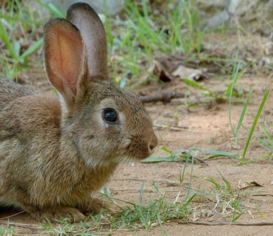 Ejemplar de conejo de monte.