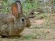 Sobran conejos y piensan nuevos métodos para eliminarlos Ejemplar de conejo de monte.