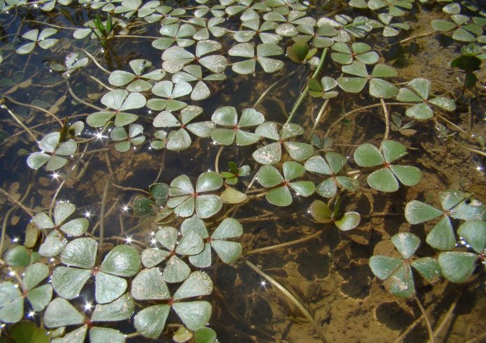 trebol-marsilea Tréboles de cuatro hojas peludos, cuyas posible presencia ha sido relevante para el informa negativo de más de 500.000 paneles solares en la Campiña de Guadalajara.