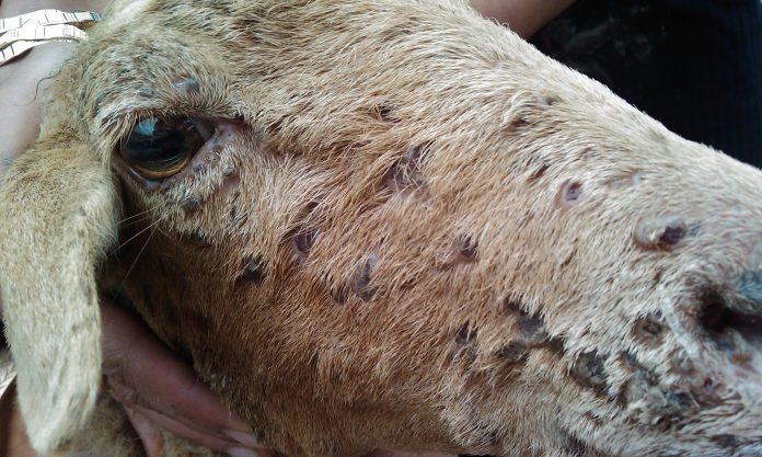 Ejemplar afectado por viruela ovina.