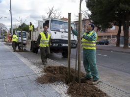 Plantación de árboles en Azuqueca, en marzo de 2023.