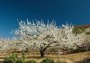 Cerezo en flor.