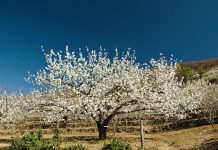 Cerezo en flor.
