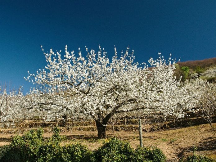 Cerezo en flor.