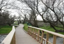 Las Tablas de Daimiel están recurrentemente sin agua por mas que ocasionalmente se encharquen con derivaciones desde Entrepeñas.