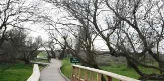 Las Tablas de Daimiel están recurrentemente sin agua por mas que ocasionalmente se encharquen con derivaciones desde Entrepeñas.