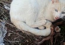 El gato tuvo que ser sacrificado por la gravedad de la amputación sufrida en un cepo ilegal, en Iriépal.