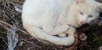 El gato tuvo que ser sacrificado por la gravedad de la amputación sufrida en un cepo ilegal, en Iriépal.