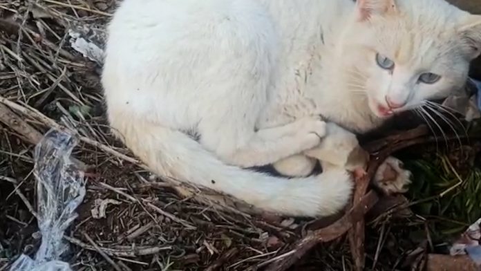 El gato tuvo que ser sacrificado por la gravedad de la amputación sufrida en un cepo ilegal, en Iriépal.