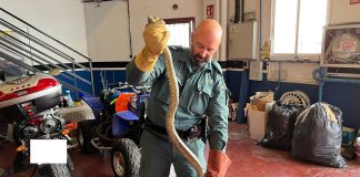 La enorme culebra se la encontró el dueño del coche encima del motor.