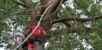 Instalación de caja refugio para murciélagos en Navalpotro, en la provincia de Guadalajara.