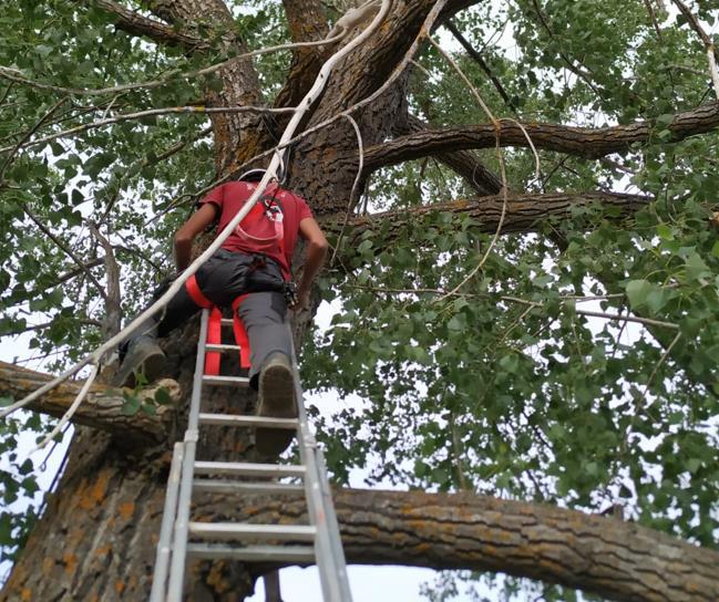 Instalación de caja refugio para murciélagos en Navalpotro, en la provincia de Guadalajara.