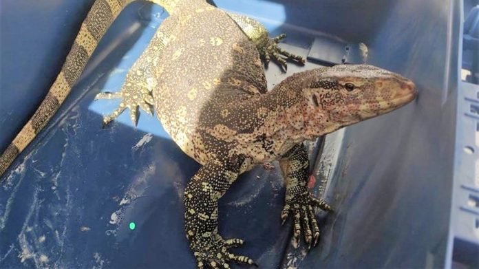 Este es el ejemplar de varano del Nilo recuperado por el Seprona en un pueblo de Ciudad Real. (Foto: Guardia Civil)