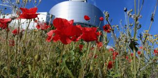 Pequeño campo de amapolas en Guadalajara, en las inmediaciones del puente sobre el Henares. (Foto: La Crónic@)