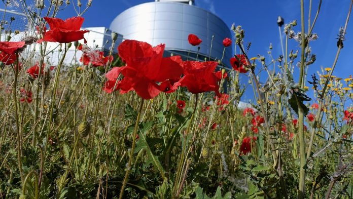 Pequeño campo de amapolas en Guadalajara, en las inmediaciones del puente sobre el Henares. (Foto: La Crónic@)