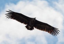 Ejemplar de buitre negro, en pleno vuelo.
