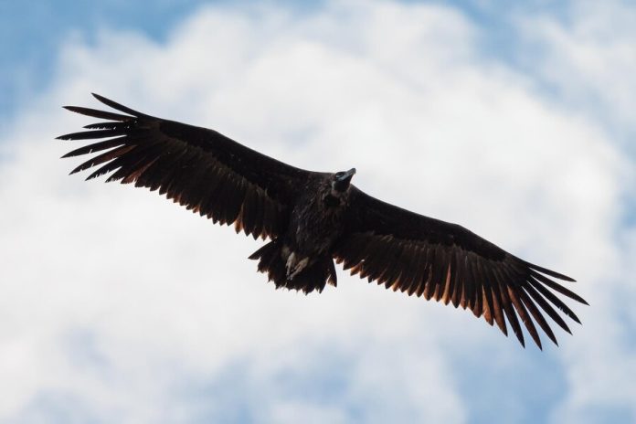 Ejemplar de buitre negro, en pleno vuelo.