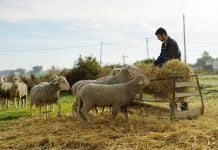 Ejemplo de ganadería ecológica.