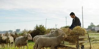 Ejemplo de ganadería ecológica.