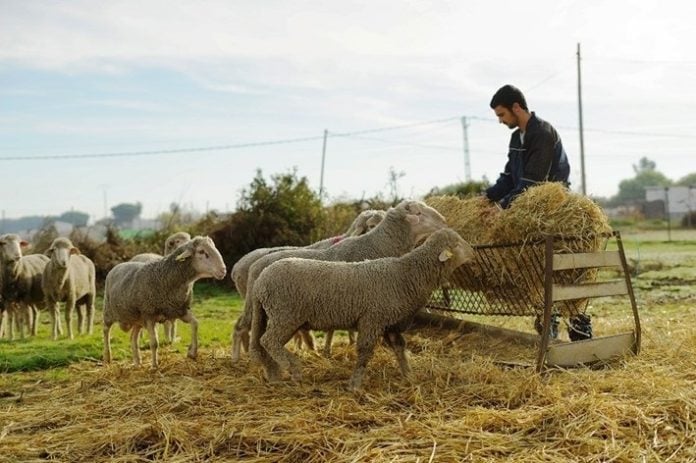 Ejemplo de ganadería ecológica.